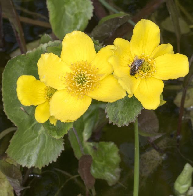 Bee on a Marsh Marigold, Caltha palustris, in the pond in Spring Park, 24 April 2013. Bee on a Marsh Marigold, Caltha palustris, in the pond in Spring Park, 24 April 2013.
