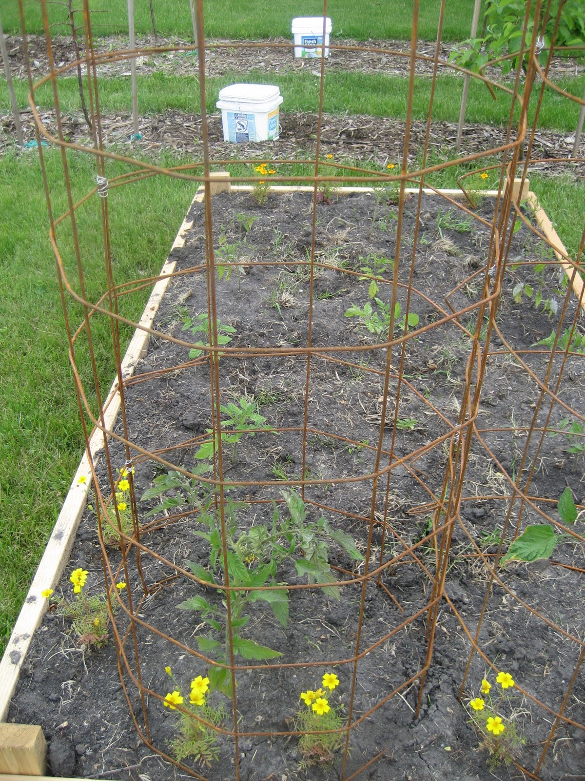 Deaf Dogs and Benevolent Gnomes Homemade Tomato Cages Cost Benefit