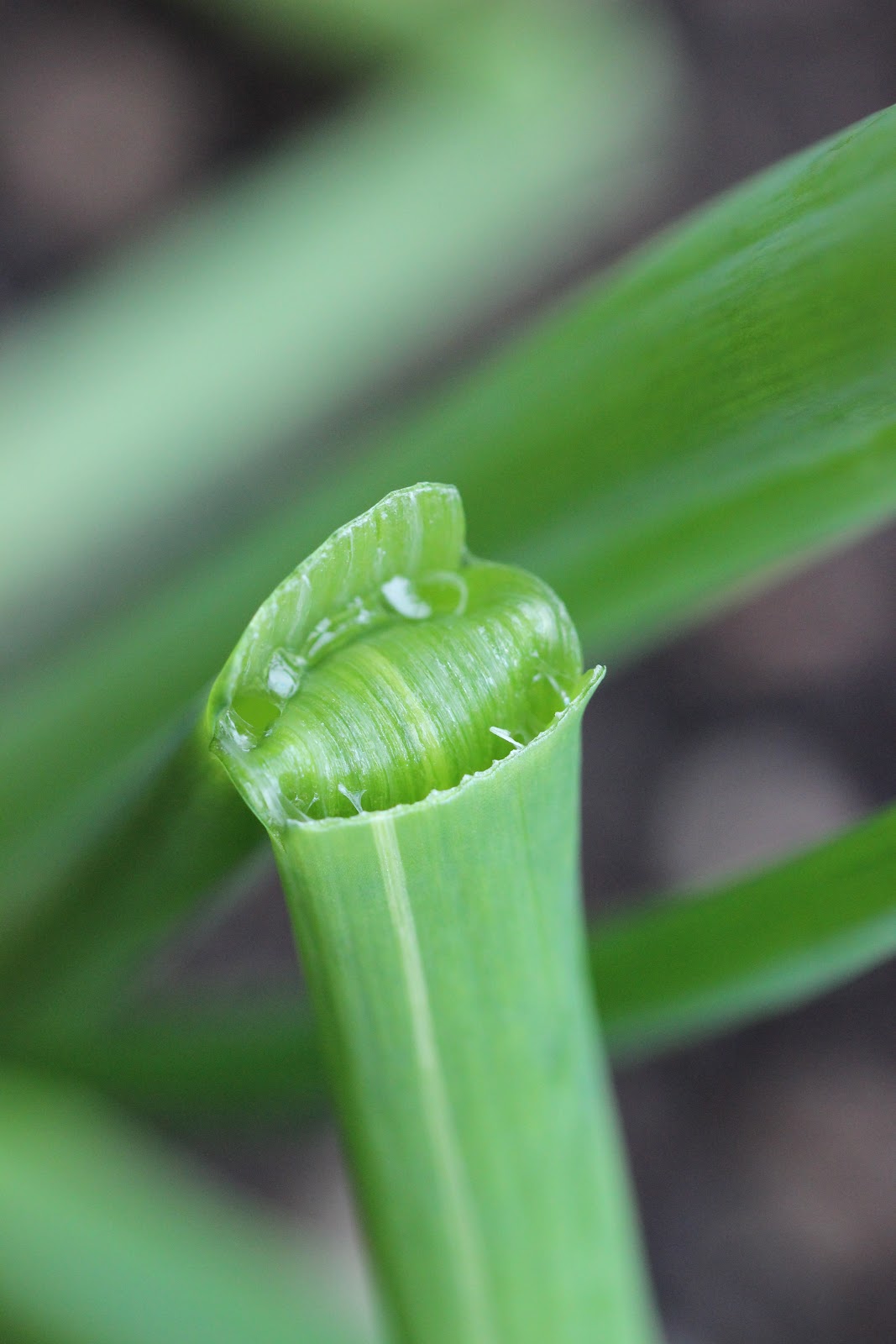 Water Bubble Plant