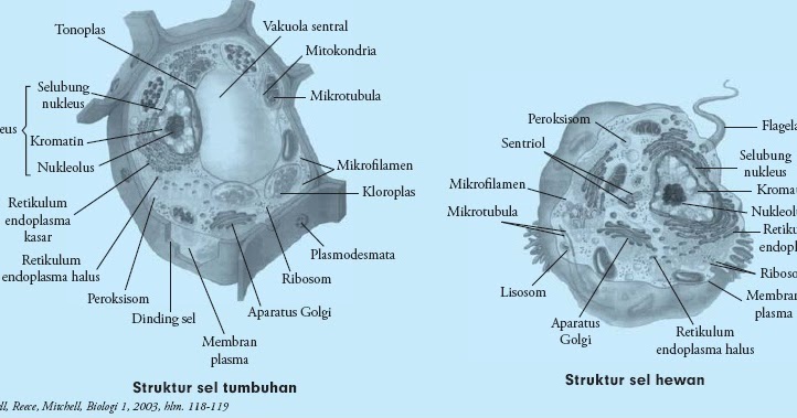 Perbedaan Sel Hewan dan Sel Tumbuhan Tabel dan Gambar