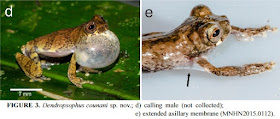 Species New to Science [Herpetology • 2015] Dendropsophus counani • A
