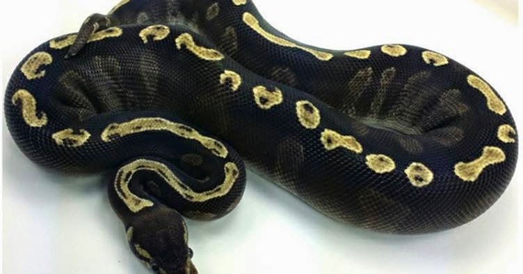 Biologia-Vida: Duas mutações diferentes de Píton real / Two mutations