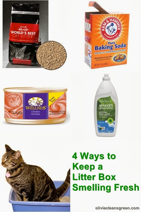 Smells Of Kitty Litter But No Cat Smells Of Kitty Litter But No Cat