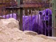 beruang ungu