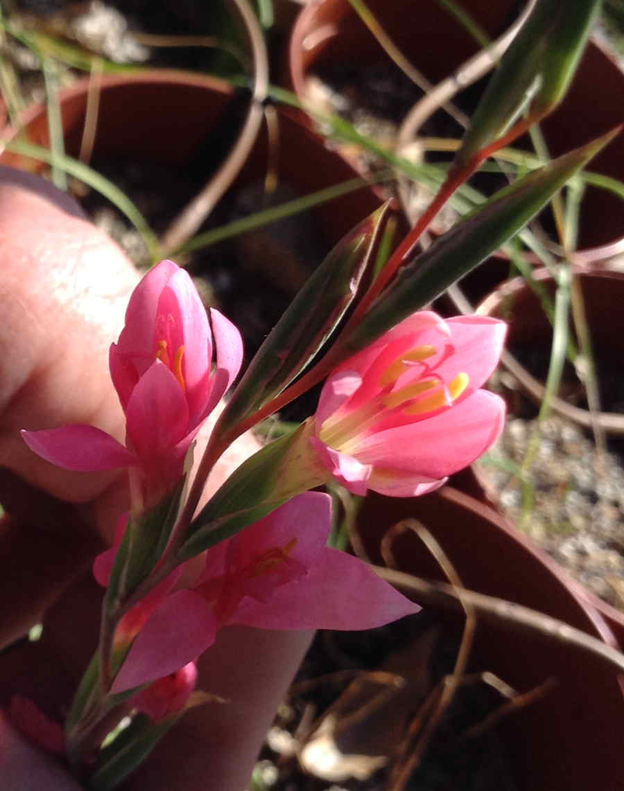 Growing Cool Plants Gladiolus MM 11112