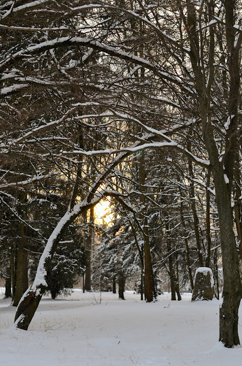 солнышко в ловушке