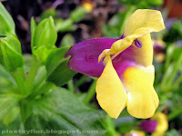 Torenia fournieri