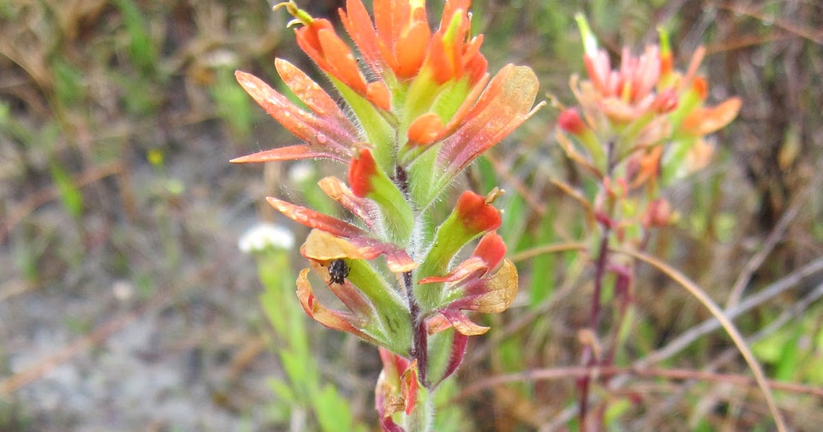 Natural History Museum of ZOL 355 Indian Paintbrush