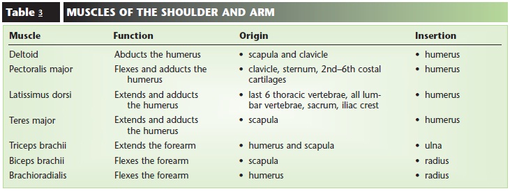 The Human Body: MUSCLES OF SHOULDER AND ARMS