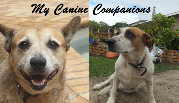 My Canine Companions