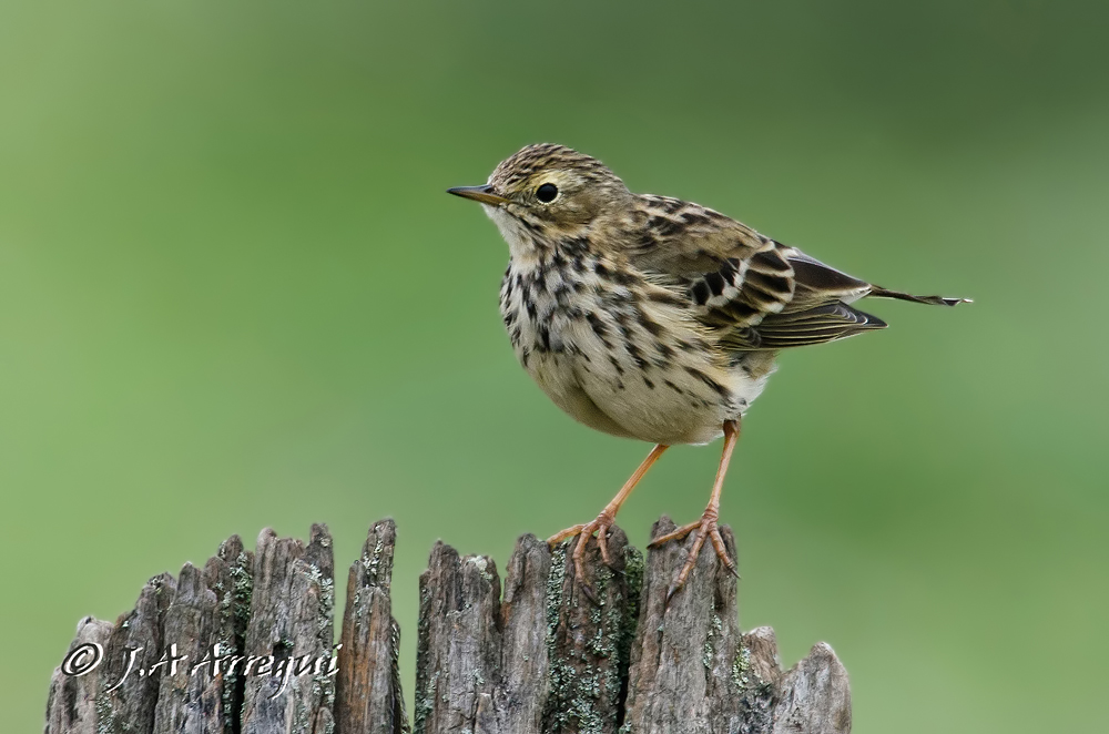 Bisbita común, Anthus pratensis, Meadow Pipit Bisbita común, Anthus pratensis, Meadow Pipit
