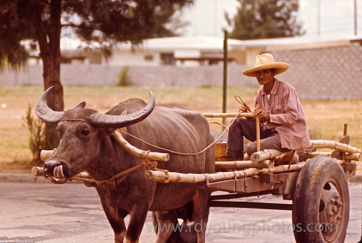 Memoir Vietnam & SE Asia 1972 Water Buffalo Cart
