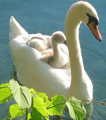Cisne hembra con sus crías en la espalda Cisne hembra con sus crías en la espalda