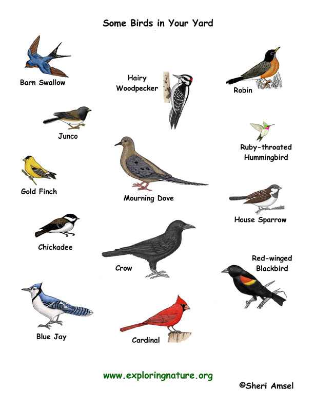 types of birds
