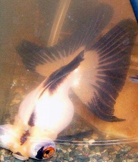 Ikan Hias Foto: budidaya ikan komet