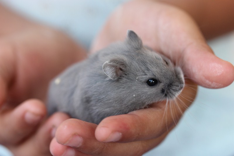 cbell blue hamster gallery jual peralatan cbell blue hamster gallery jual peralatan