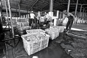 Muara Angke Syutrav.Blogspot.com