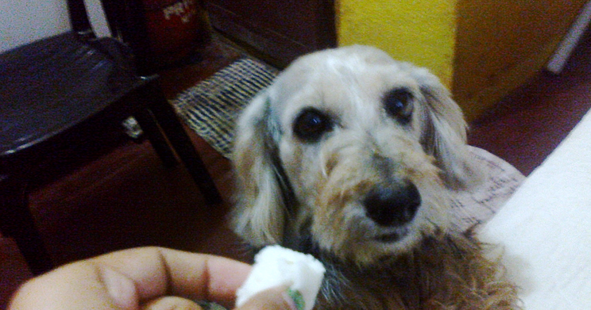 Dog Wont Stop Eating Grass Wont Throw Up Dog Wont Stop Eating Grass Wont Throw Up