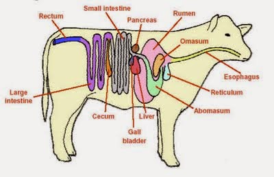 Sistem Pencernaan Hewan Ruminansia
