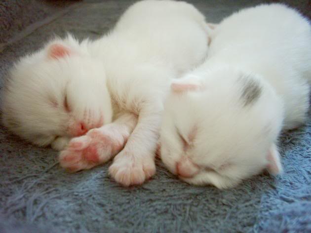 angora kitten angora