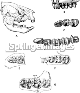 Sthenurus skull