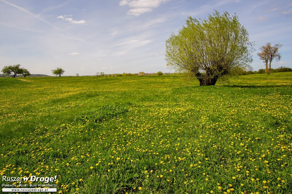 Żuławskie klimaty nad Wisłą