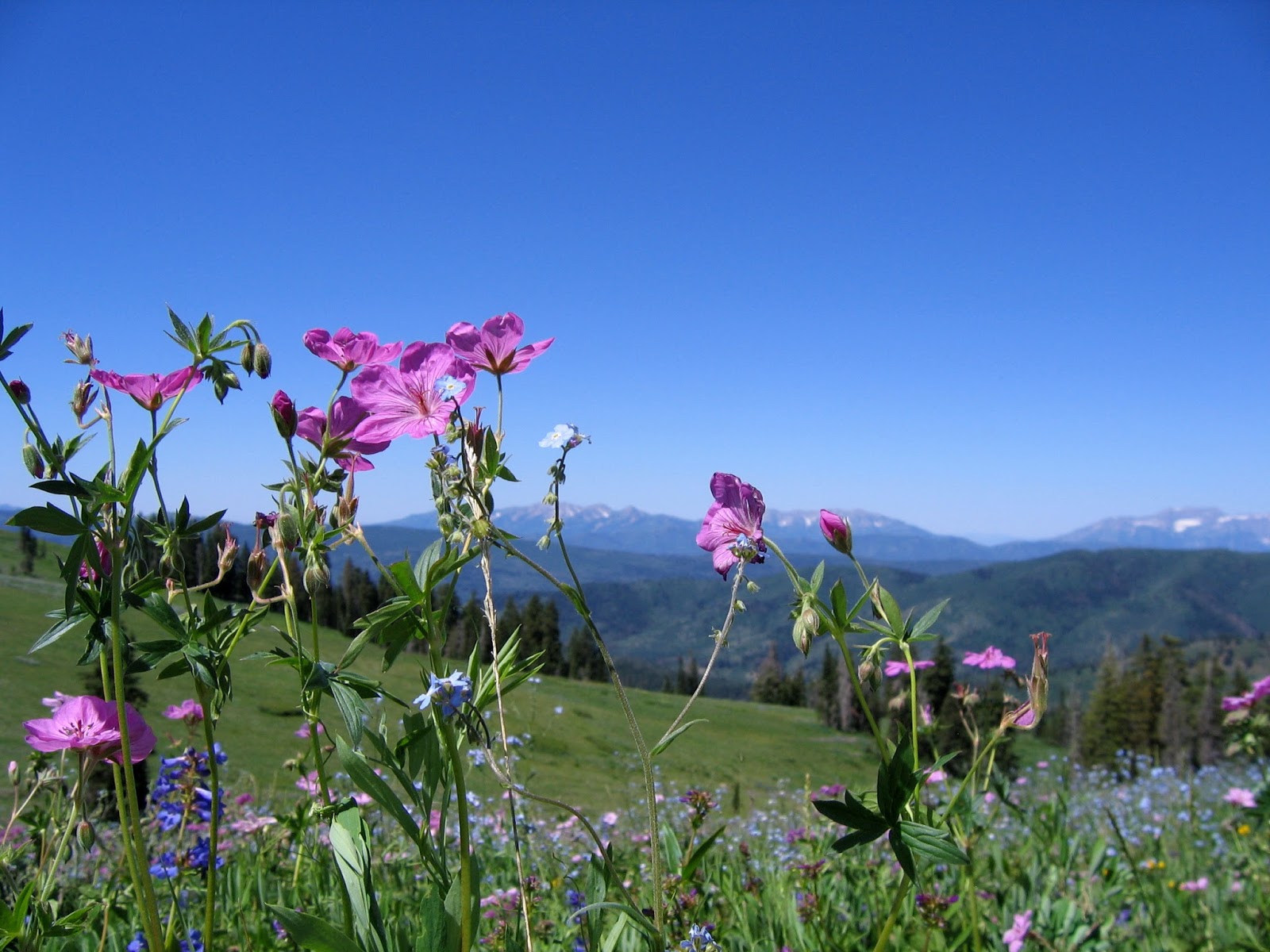 Janie and Steve, Utah Trails Strawberry Fields