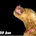 Foto-Foto Anjing Ngebut Multi Speed