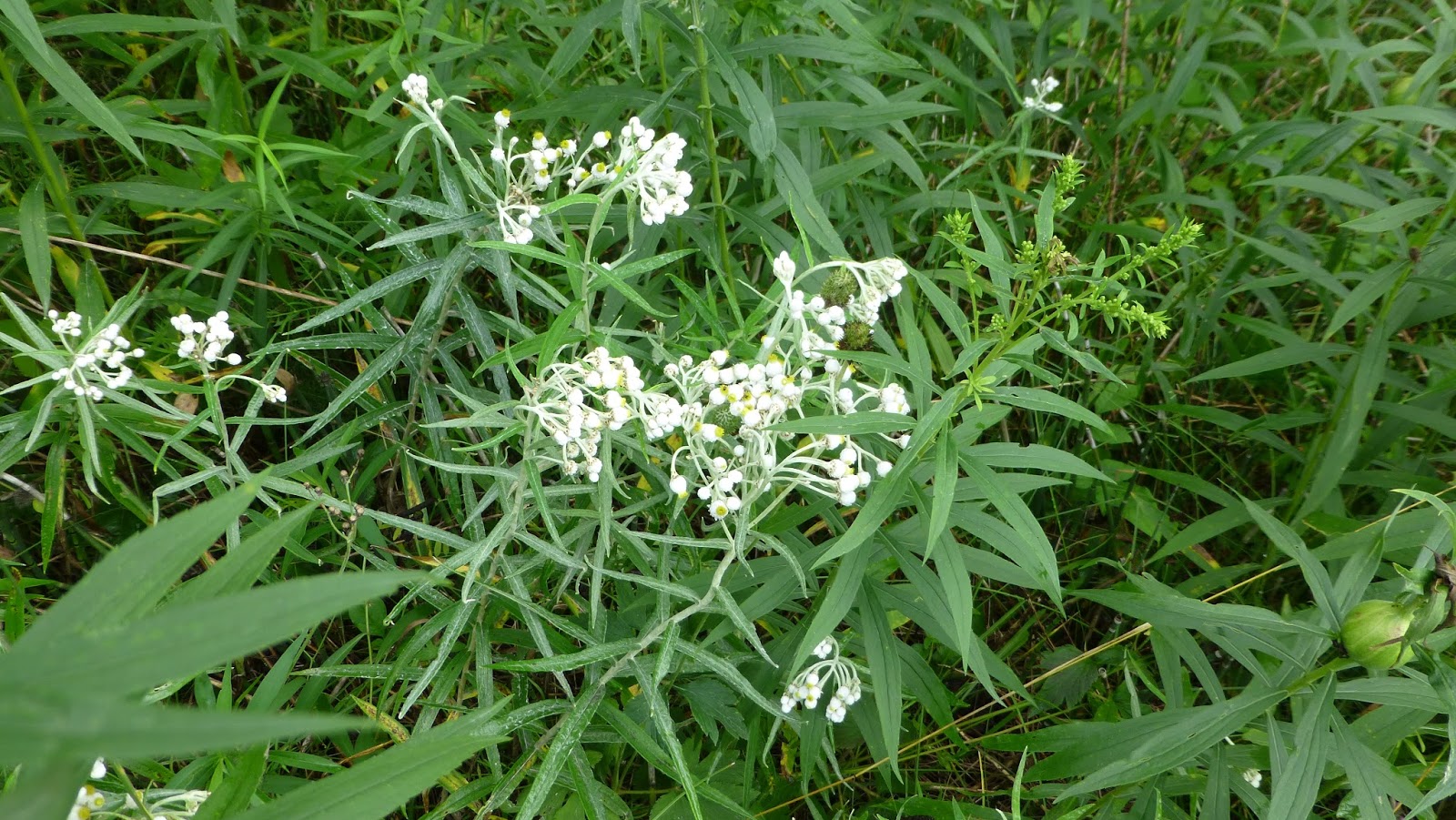 Feathers Fur and Flowers Wildflowers from Upper Michigan
