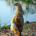 Ajaib!! Ayam Ini Mengira Dirinya Adalah Seekor Penguin
