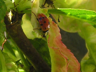Fotografía Macro por el Somontano Fotografía Macro por el Somontano (Huesca, Aragón, España)