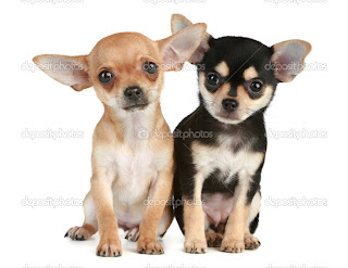 Funny Puppies and Dogs Funny Puppies and Dogs