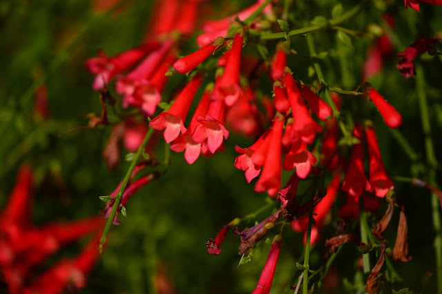 Russelia equisetiformis "Big Red", coral fountain, small sunny garden, desert garden