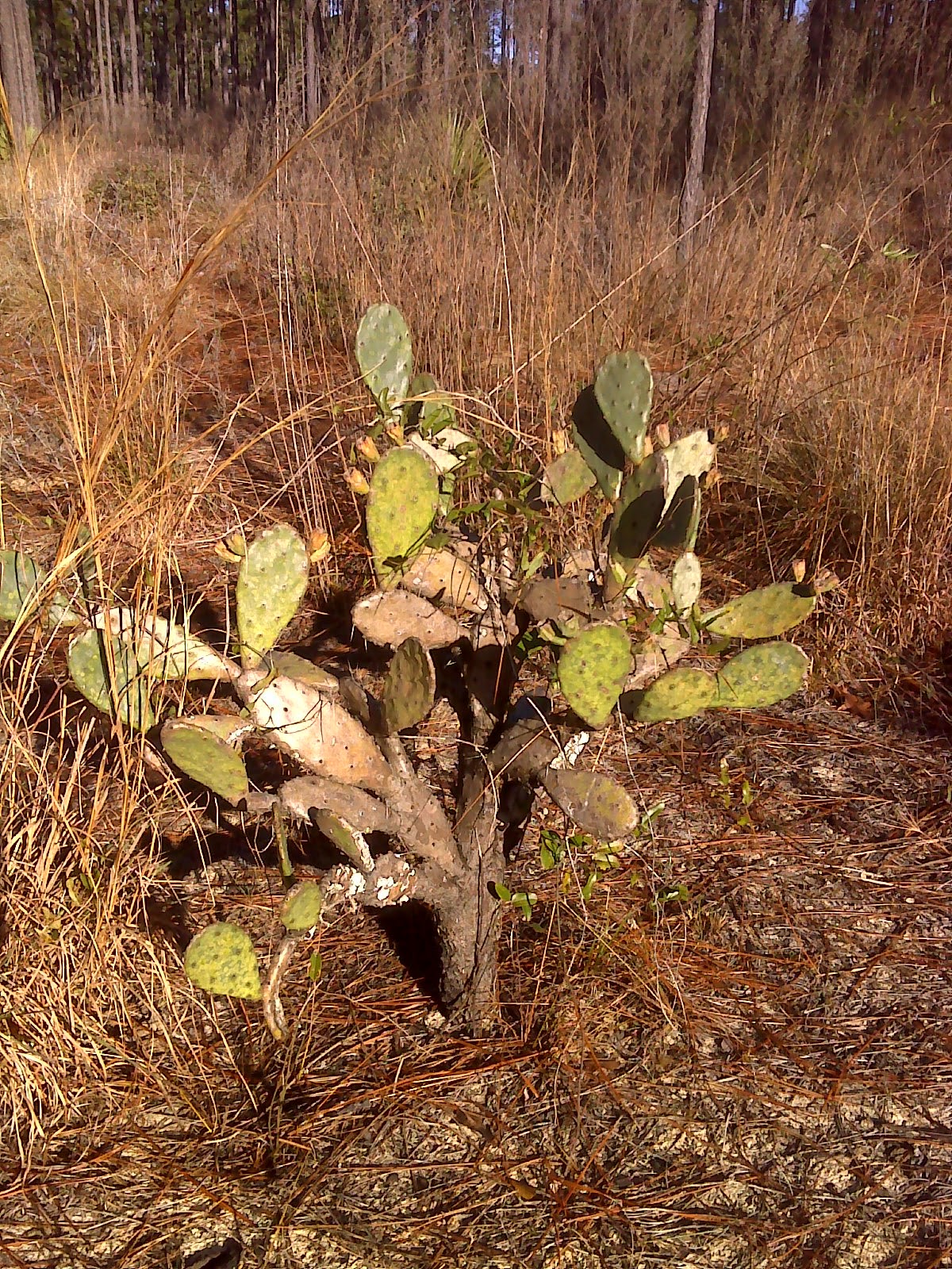 Foraging Cactus Paddles Nopales Nopalitos And Prickly Pears