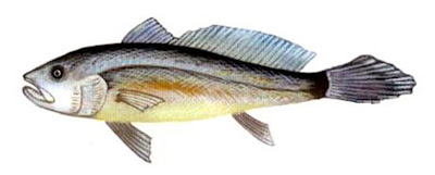 黃唇魚 Bahaba taipingensis