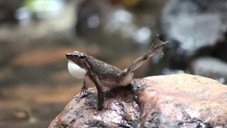 Dancing frog species