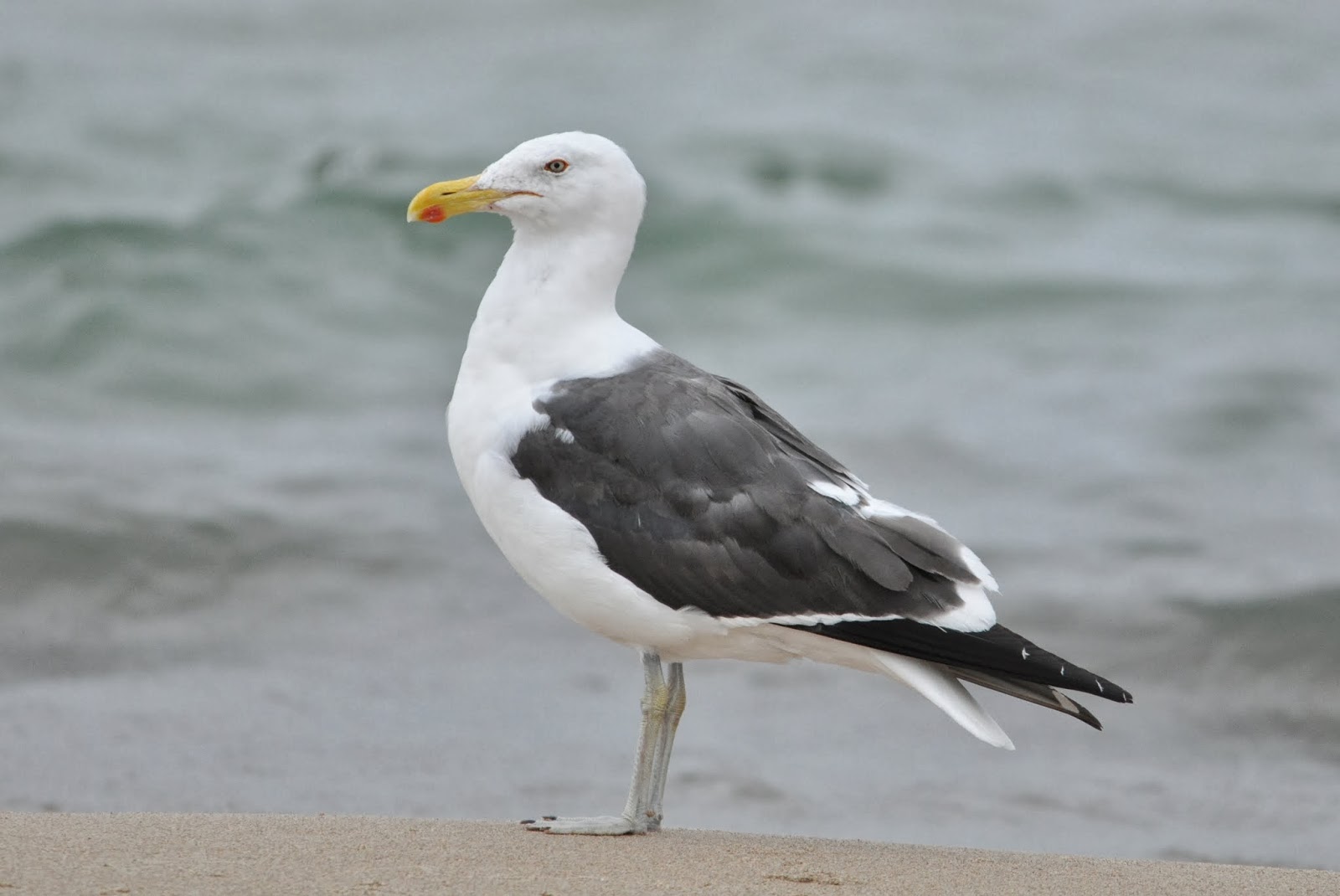 Anything Larus Another Presumed Chandeleur Gull in Indiana