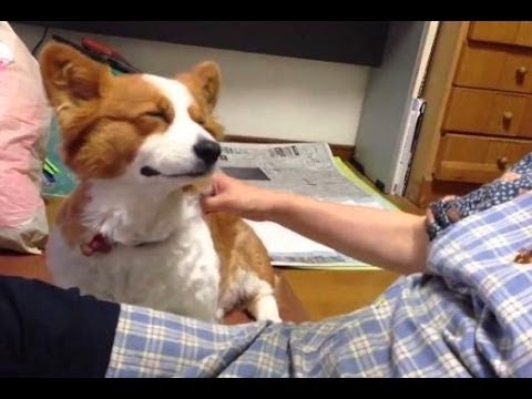 Dog Friendly Apartmenst Grand Junction Dog Friendly Apartmenst Grand Junction