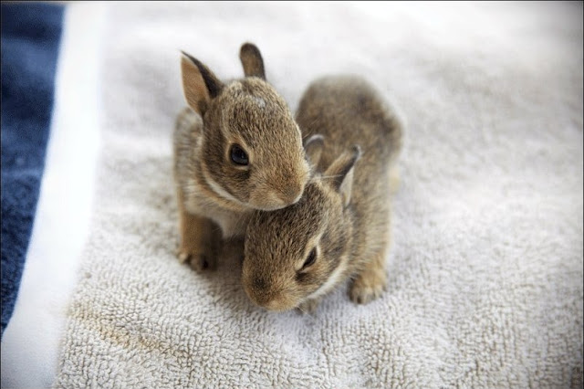 cute baby animals, baby animals, baby animal pictures, adorable baby animal pictures, cute bunny, cute bunny pictures