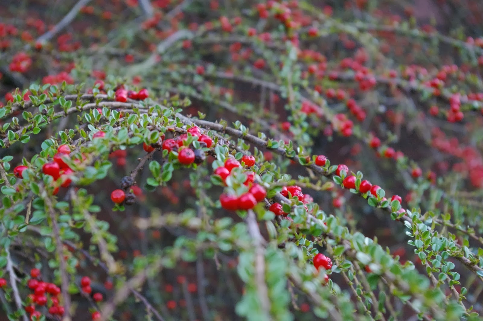 Plants Blog Cotoneaster Horizontalis