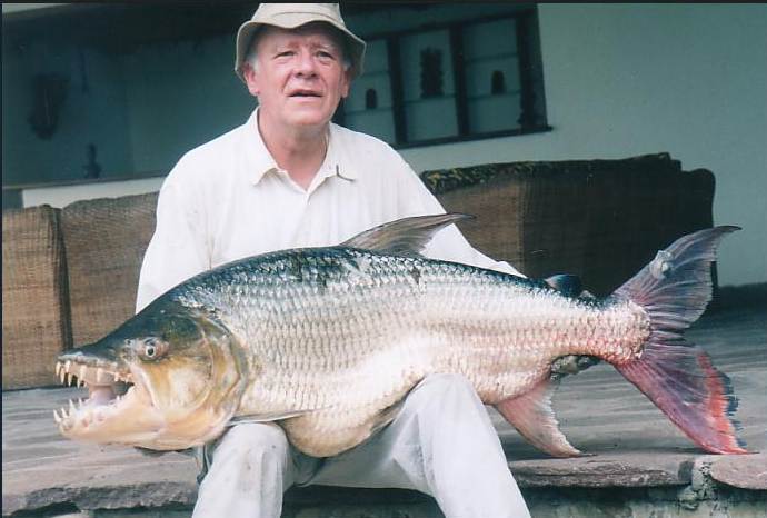 Paranormal And Strange World: Goliath tigerfish\tigerfish\tigerfish
