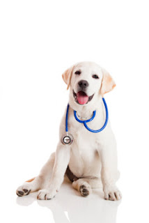 Wollongong veterinary dog cat sick help Sunday