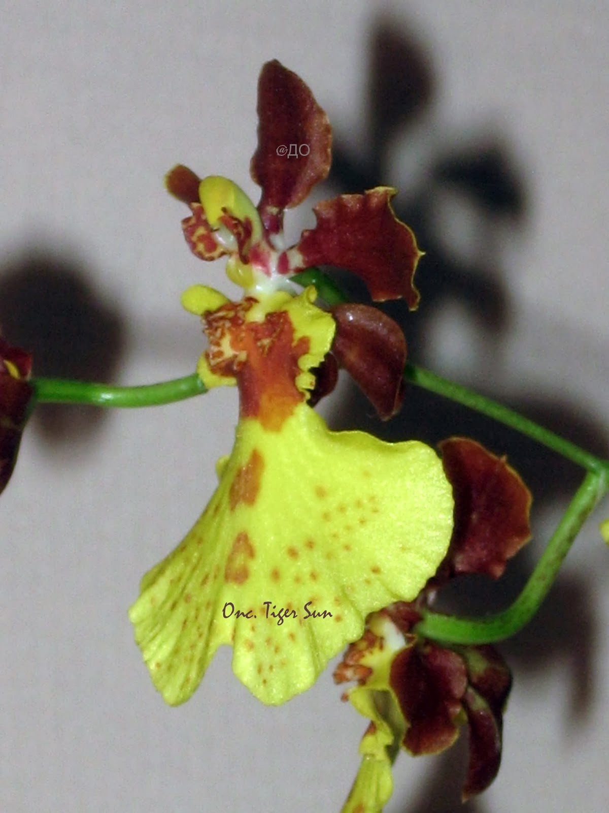 Oncidium Tiger Sun - цветок в профиль Oncidium Tiger Sun - цветок в профиль