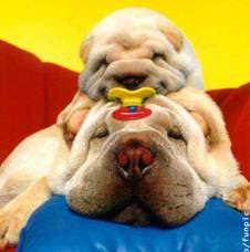 Funny Dog Pictures