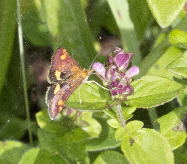 Pyrausta purpuralis. Micromoth. Burnt Gorse, High Elms Country Park, 30 July 2011. Pyrausta purpuralis. Micromoth. Burnt Gorse, High Elms Country Park, 30 July 2011.