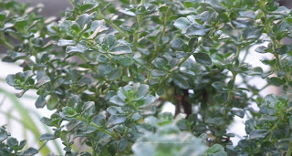Prostanthera Cuneata / Alpine Bush Mint foliage