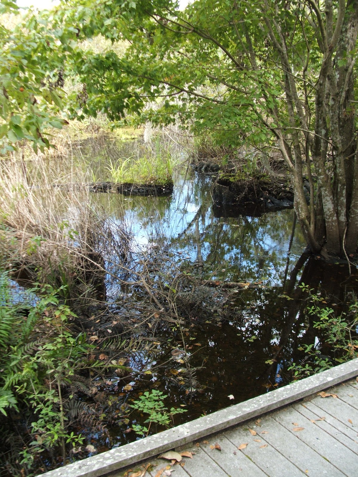 Rediscovering Florida Brooker Creek Preserve RDF11