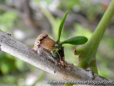 Common Malayan Mistletoe (Dendrophthoe pentandra) seedling