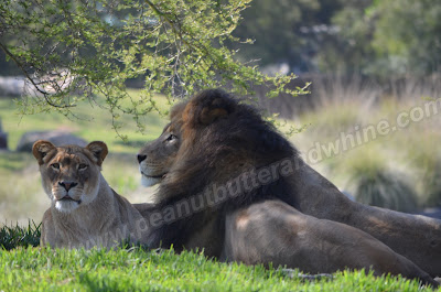 Lion and mate Lion and mate