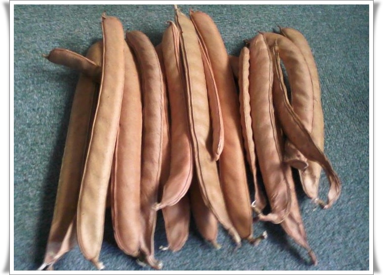 Sosialisasi Kacang Koro Pedang ke Petani Koro Pedang